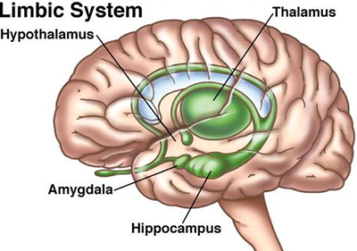 limbic