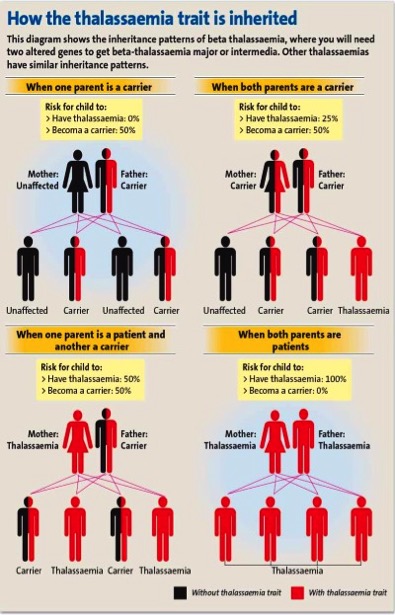 HOW THALASSEMIA GENE IS INHERITED The following diagram shows the inheritace patterns of all types of thalassemia i.e alpha(α) or beta(β) globin chain gene defect