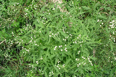 parthenium_hysterophorus86