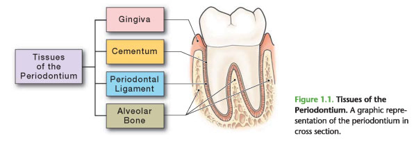 Sumber: http://www.dent-wiki.com