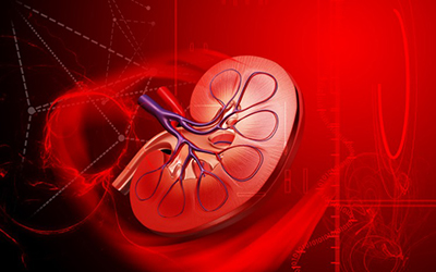 kidney-illustration