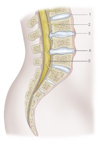 37. Lumbar spine(A) copy