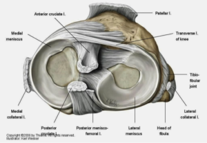 meniscus