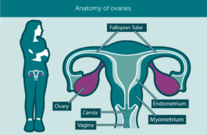 anatomy_ovaries1
