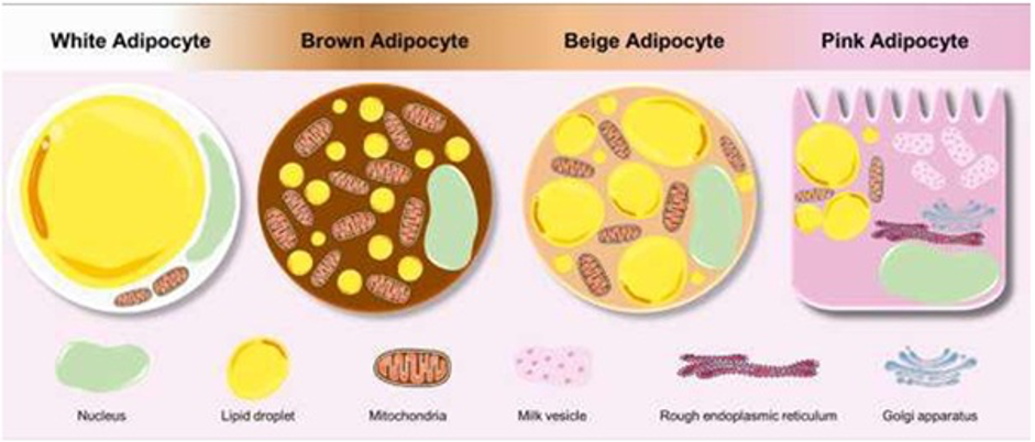 (Sumber: Gaspar RC, Muñoz VR, Macêdo APA, Vieira RFL, Pauli JR (2021) A Palette of Adipose Tissue: Multiple Functionality and Extraordinary Plasticity. Trends Anat Physiol 4: 013).