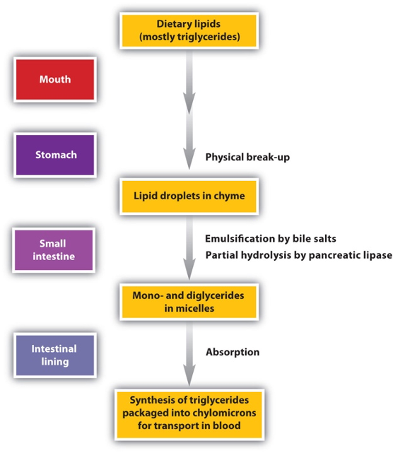 Sumber: https://chem.libretexts.org/Bookshelves/Introductory_Chemistry/Map%3A_Fundamentals_of_General_Organic_and_Biological_Chemistry_%28McMurry_et_al.%29/24%3A_Lipid_Metabolism/24.01%3A_Digestion_of_Triacylglycerols